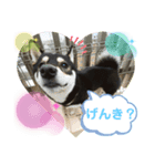 黒柴むぎ2（個別スタンプ：1）