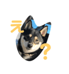 黒柴むぎ2（個別スタンプ：2）