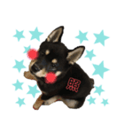 黒柴むぎ2（個別スタンプ：6）