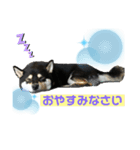 黒柴むぎ2（個別スタンプ：8）