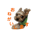 Kozu806（個別スタンプ：8）