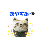 毎日にゃんこなおにぎり（個別スタンプ：3）