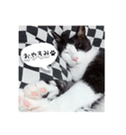 八割れ猫セブン様（個別スタンプ：1）