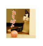 八割れ猫セブン様（個別スタンプ：2）