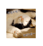 八割れ猫セブン様（個別スタンプ：3）