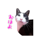 八割れ猫セブン様（個別スタンプ：4）