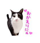 八割れ猫セブン様（個別スタンプ：5）