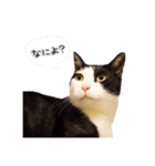 八割れ猫セブン様（個別スタンプ：6）