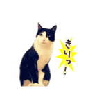 八割れ猫セブン様（個別スタンプ：7）