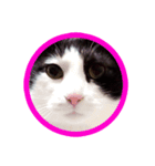 八割れ猫セブン様（個別スタンプ：8）