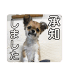 うめあんスタンプ（個別スタンプ：5）