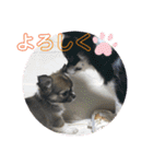 うめあんスタンプ（個別スタンプ：6）