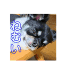 うめあんスタンプ（個別スタンプ：10）