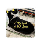 うめあんスタンプ（個別スタンプ：20）