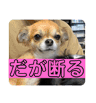 うめあんスタンプ（個別スタンプ：21）