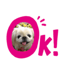 ペキニーズゆずこの日常あいさつ⭐️（個別スタンプ：4）