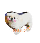 ペキニーズゆずこの日常あいさつ⭐️（個別スタンプ：8）