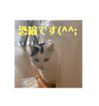 猫んズ2（個別スタンプ：1）