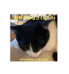猫んズ2（個別スタンプ：2）