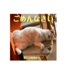 猫んズ2（個別スタンプ：3）