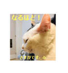 猫んズ2（個別スタンプ：4）