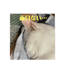 猫んズ2（個別スタンプ：5）