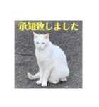 猫んズ2（個別スタンプ：6）