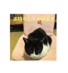 猫んズ2（個別スタンプ：7）
