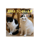 猫んズ2（個別スタンプ：8）