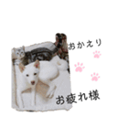 アメショのこたろう時々白しばだいず（個別スタンプ：1）