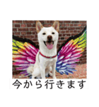 アメショのこたろう時々白しばだいず（個別スタンプ：18）