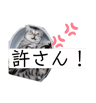 アメショのこたろう時々白しばだいず（個別スタンプ：20）