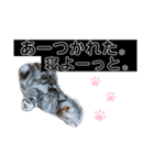 アメショのこたろう時々白しばだいず（個別スタンプ：22）