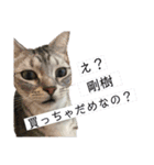 アメショのこたろう時々白しばだいず（個別スタンプ：23）