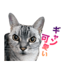 アメショの一朗（個別スタンプ：3）