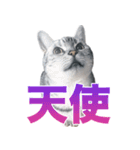 アメショの一朗（個別スタンプ：6）