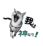 アメショの一朗（個別スタンプ：7）