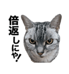 アメショの一朗（個別スタンプ：10）