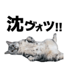 アメショの一朗（個別スタンプ：12）