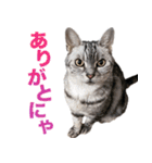 アメショの一朗（個別スタンプ：17）