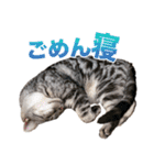 アメショの一朗（個別スタンプ：18）