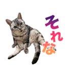 アメショの一朗（個別スタンプ：19）