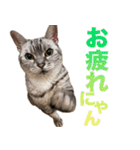 アメショの一朗（個別スタンプ：20）