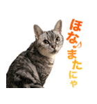 アメショの一朗（個別スタンプ：21）