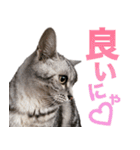 アメショの一朗（個別スタンプ：22）