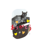 仲良しキャットファミリー13（個別スタンプ：2）
