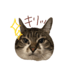きいちゃんかわいいかきくけこ！（個別スタンプ：7）