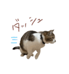 きいちゃんかわいいかきくけこ！（個別スタンプ：8）