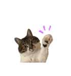 きいちゃんかわいいかきくけこ！（個別スタンプ：9）