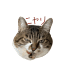 きいちゃんかわいいかきくけこ！（個別スタンプ：10）